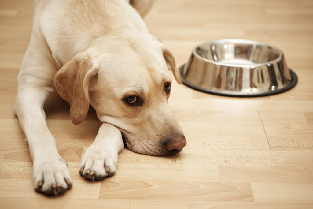 Labrador retriever is laying near a big empty dogfood bowl.