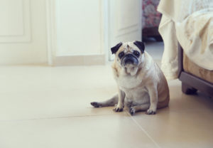 Funny pug dog sitting on a flor posing