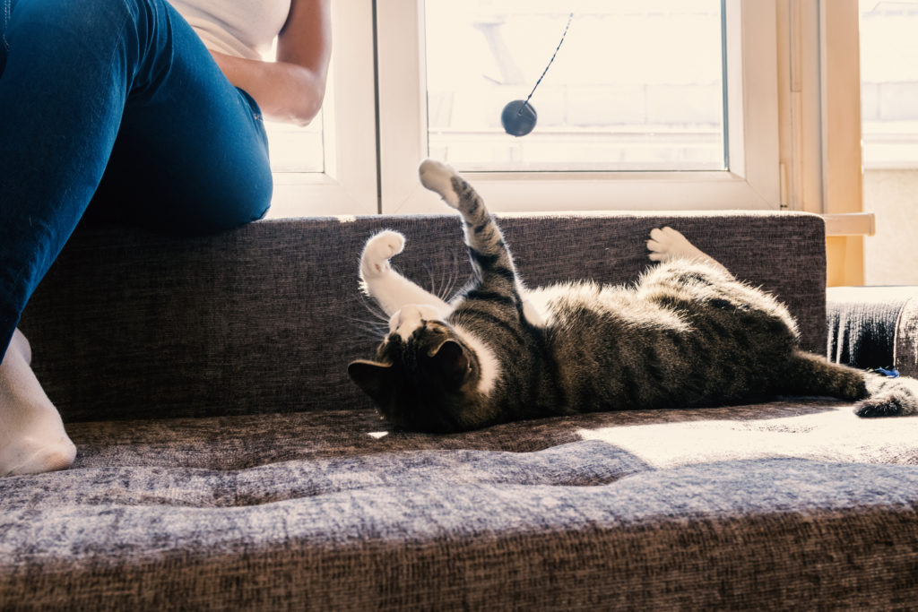 happy young woman playing with cat. Girl with her cat. Owner playing with cute funny cat at home, closeup