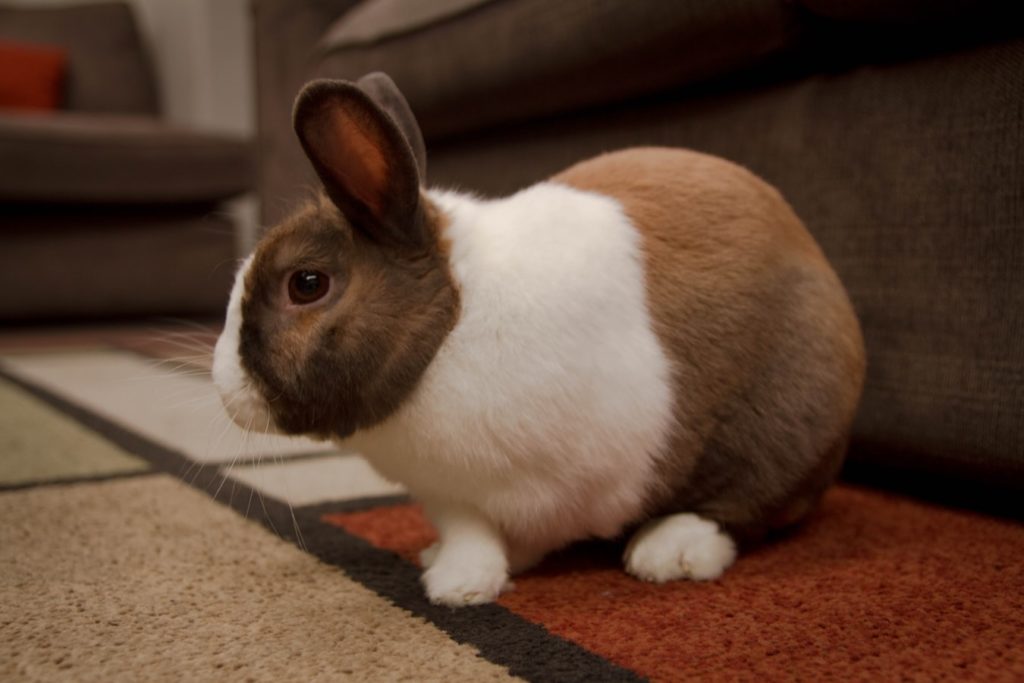 rabbit-white-brown-om-the-floor
