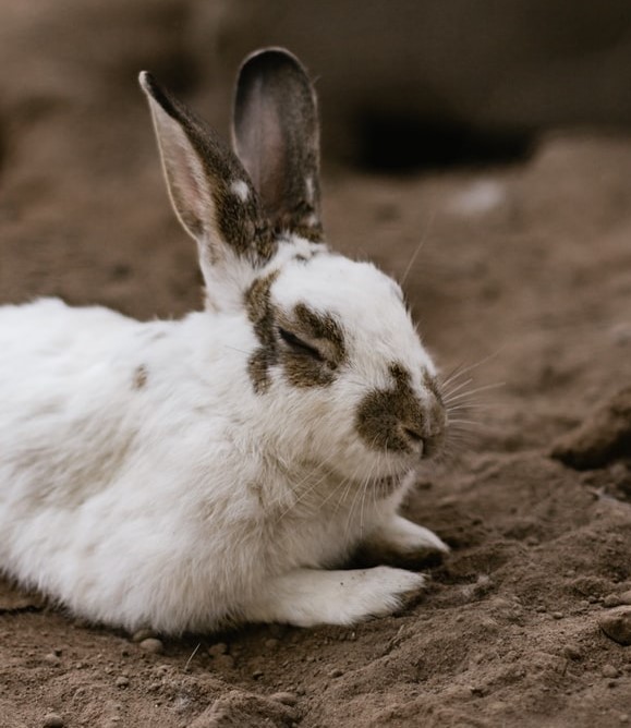 white-with-dots-rabbit