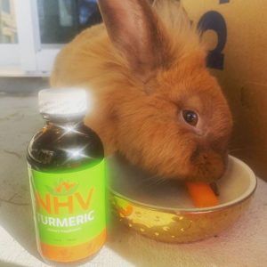 Rabbit eating a carrot and a bottle of NHV Turmeric