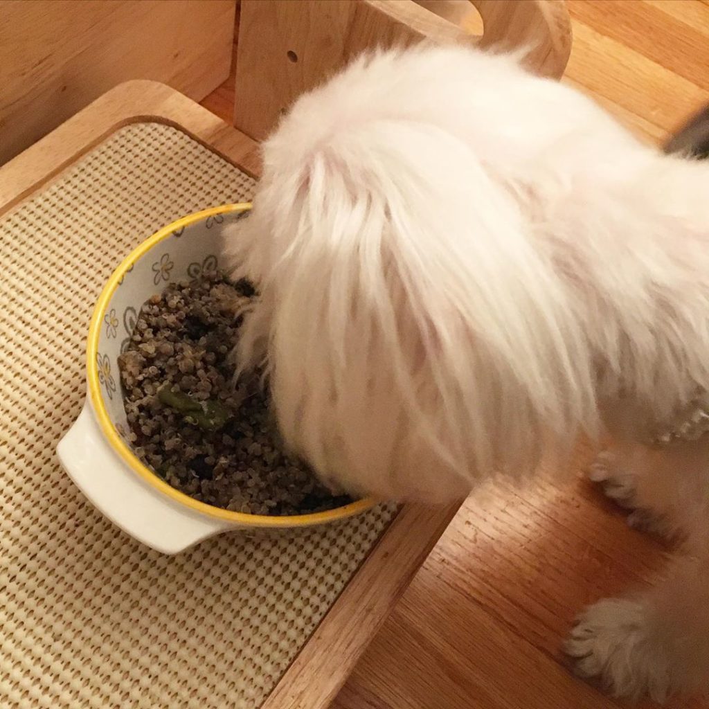 white dog daisy eating bowl of home cooked food