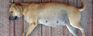 brown female dog lying on the floor, pregnant