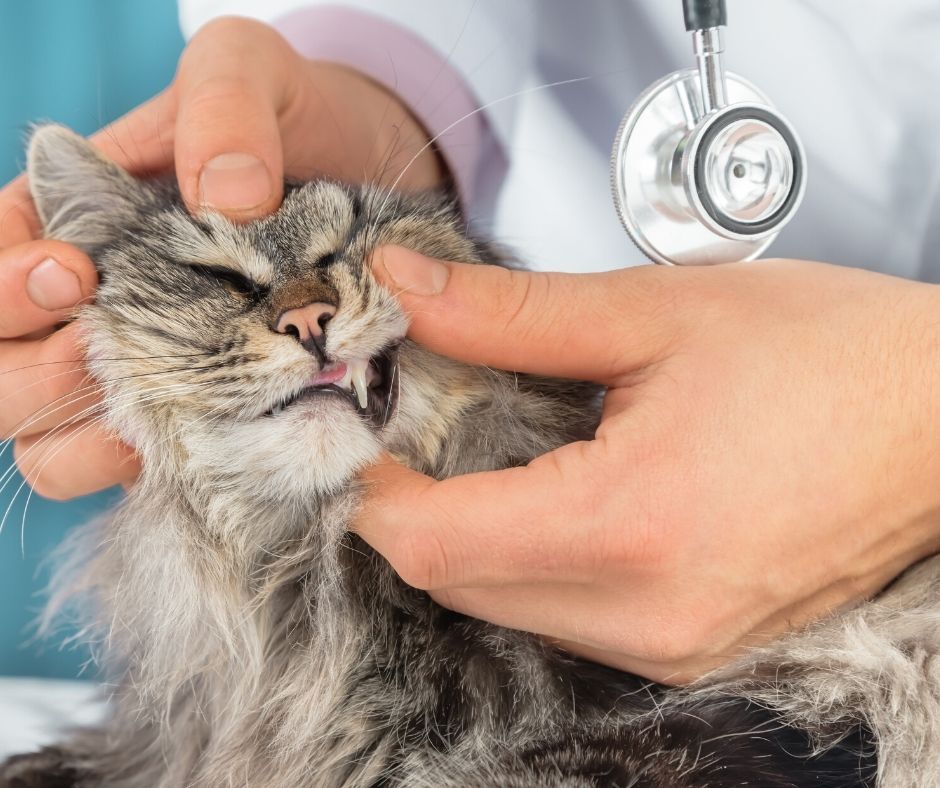 vet checking on cat's teeth