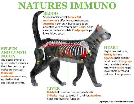 How NHV Natures Immune helps cats