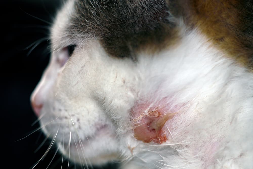 abscess in cat