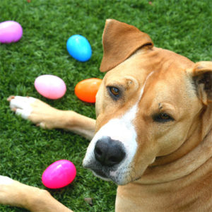 Brown and white pit bull cross dog laying outside on the grass with colorful plastic easter eggs around