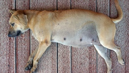 pregnant dogs laying on her side on the floor - false pregnancy in dogs