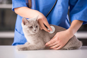 Grey cat on a medical examining table while a vet listens to its heartbeat with a stethoscope