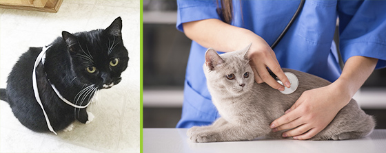 Chat noir avec des moustaches blanches emmêlées dans un lacet blanc. Un chat gris sur une table d'examen avec un vétérinaire en blouse bleue écoutant ses battements de cœur.