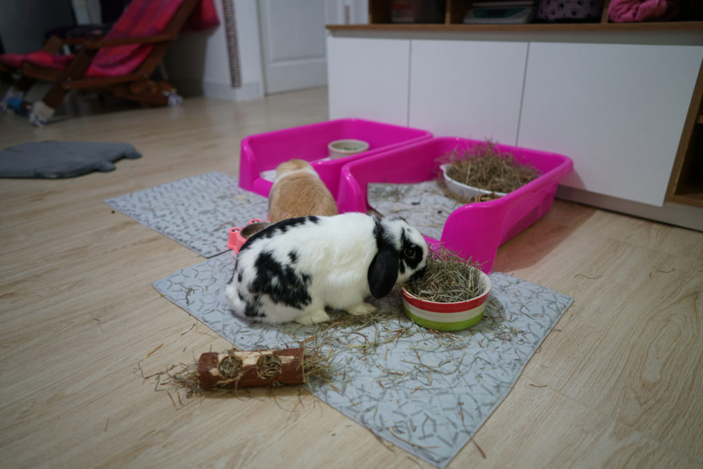 rabbit bunny holland lop eating hay and enjoy playful