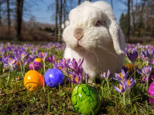 White floppy-eared rabbit sitting in a field of flowers with a yellow egg, a blue egg, and a green egg Easter Egg Hunt 2020