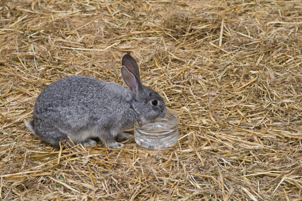 Cute and funny single rabbit drinking water