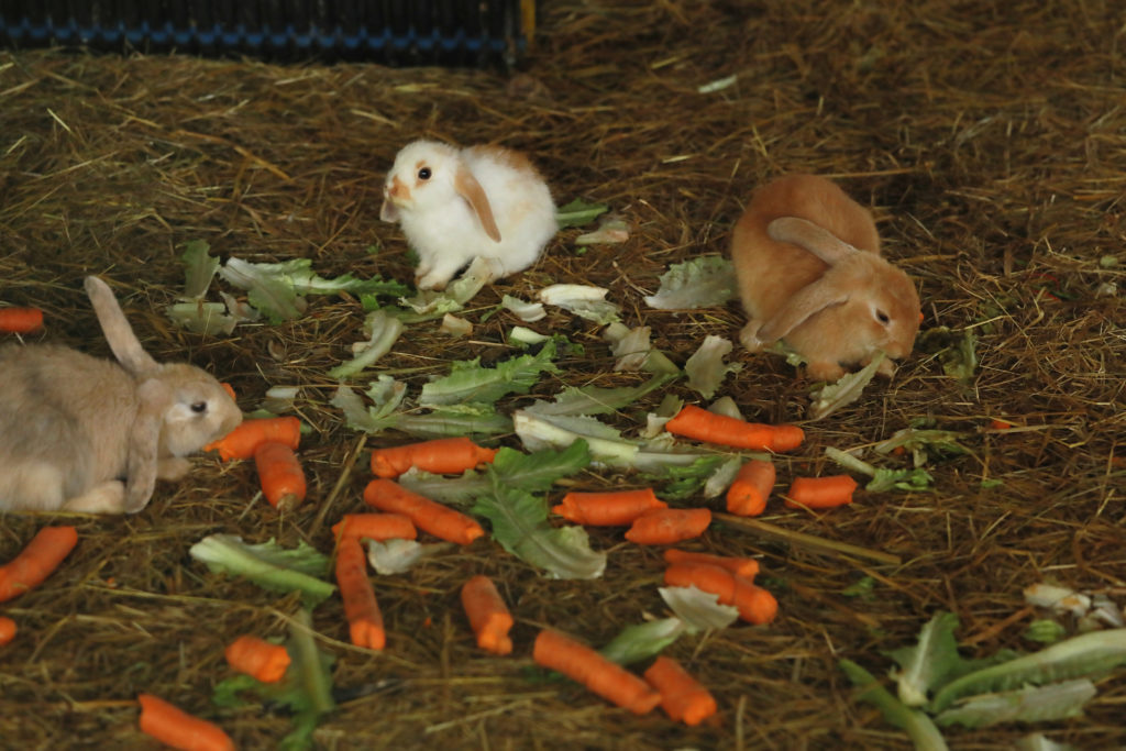 Little rabbits eat carrots in summer