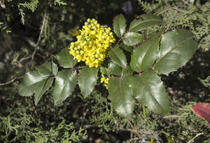 Green shrub with small yellow flowers in a cluster and holly-shaped leaves. Mahonia aquifolium aka. Oregon Grape