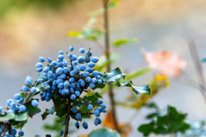 Bright blue berries in a cluster growing on a shrub with holly-shaped leaves. Mahonia aquifolium aka Oregon Grape