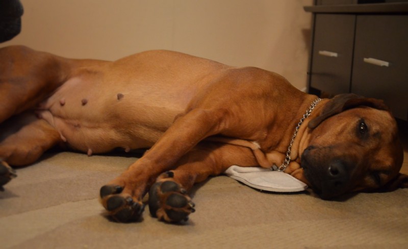 pregnant dog lying on the floor - false pregnancy in dogs
