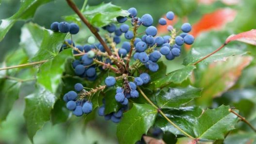 Vet talks is oregon grape safe for pets