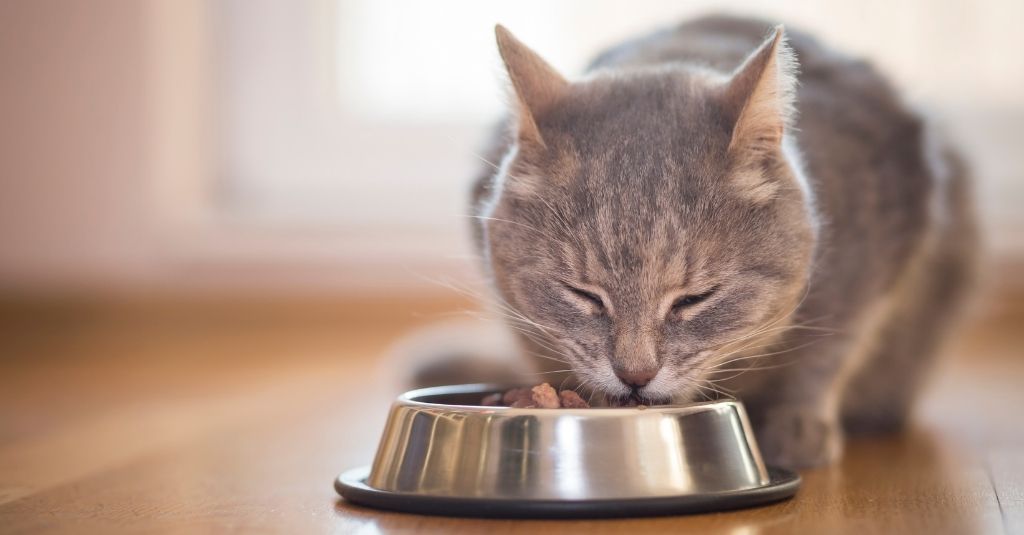 Grey cat eating out of a steel bowl - what should I feed my cat