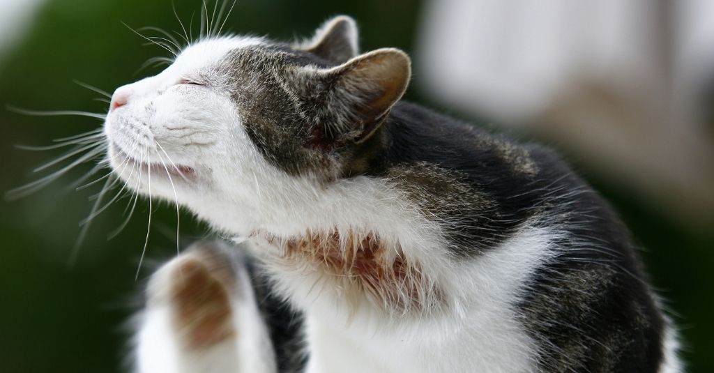 grey and white cat with abscess on the neck