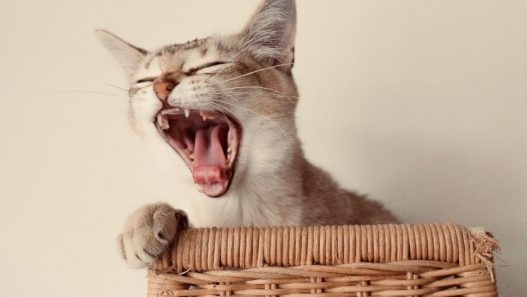 Shorthaired cat in a wicker basket yawning with teeth showing. Teeth grinding in cats