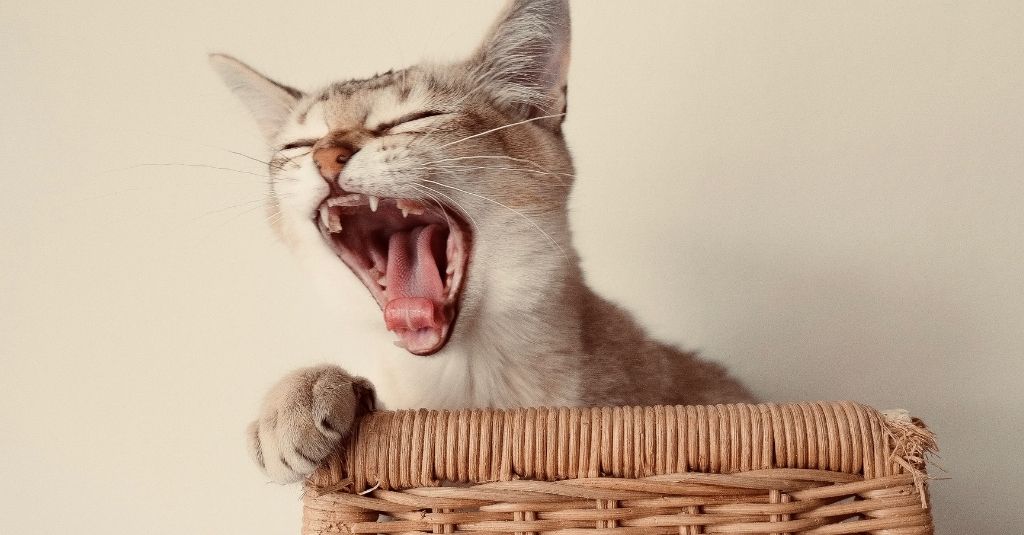 Shorthaired cat in a wicker basket yawning with teeth showing. Teeth grinding in cats