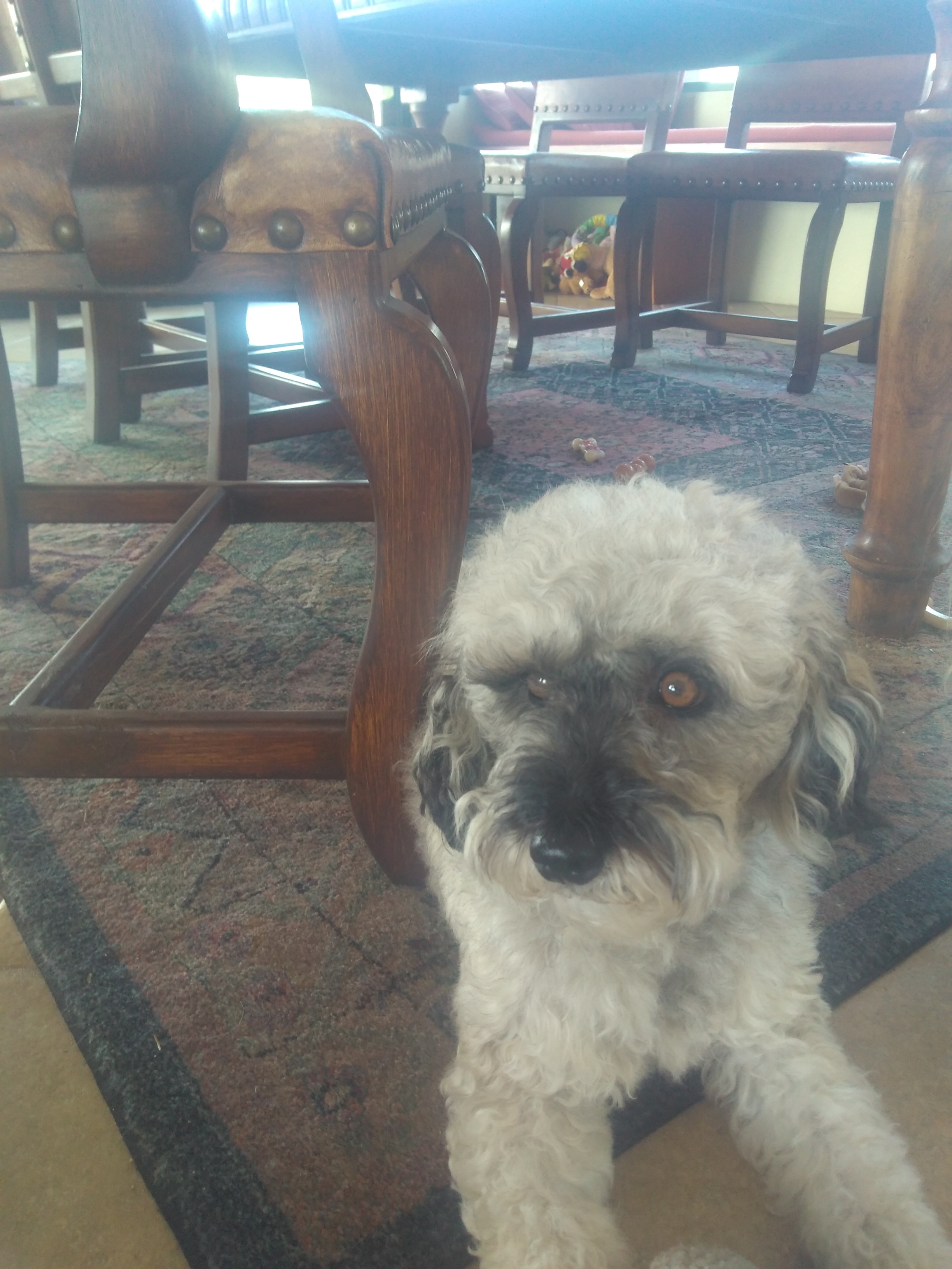 chance grey dog on the floor