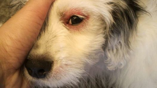 Conjunctivitis in pets banner