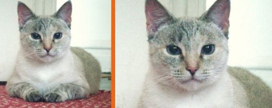 Olympia the grey cat blog banner