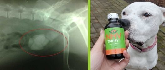 bladder stones x-ray and white dog with tripsy bottle