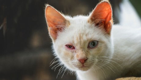 white cat with eye infection