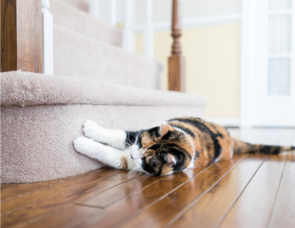 cat lying on the floor scratching stairs step Stressed Pets During Covid