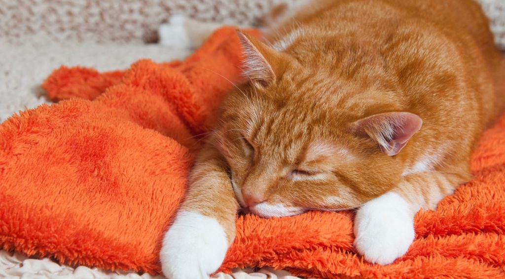 orange cat sleeping on orange fleece