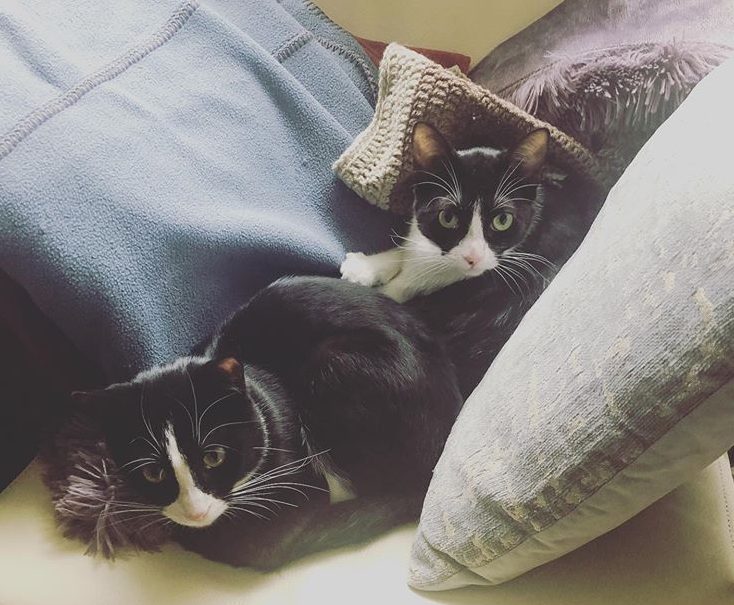 two black and white cats on a sofa, looking up