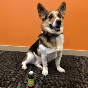 dog auggie with a bottle of lesstress Stressed Pets During Covid