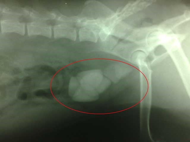 bladder stones in dogs x-ray