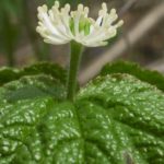 Goldenseal for pets herb facts