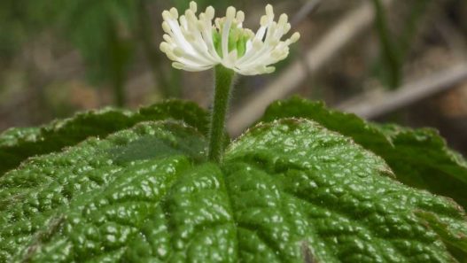 Goldenseal for pets herb facts