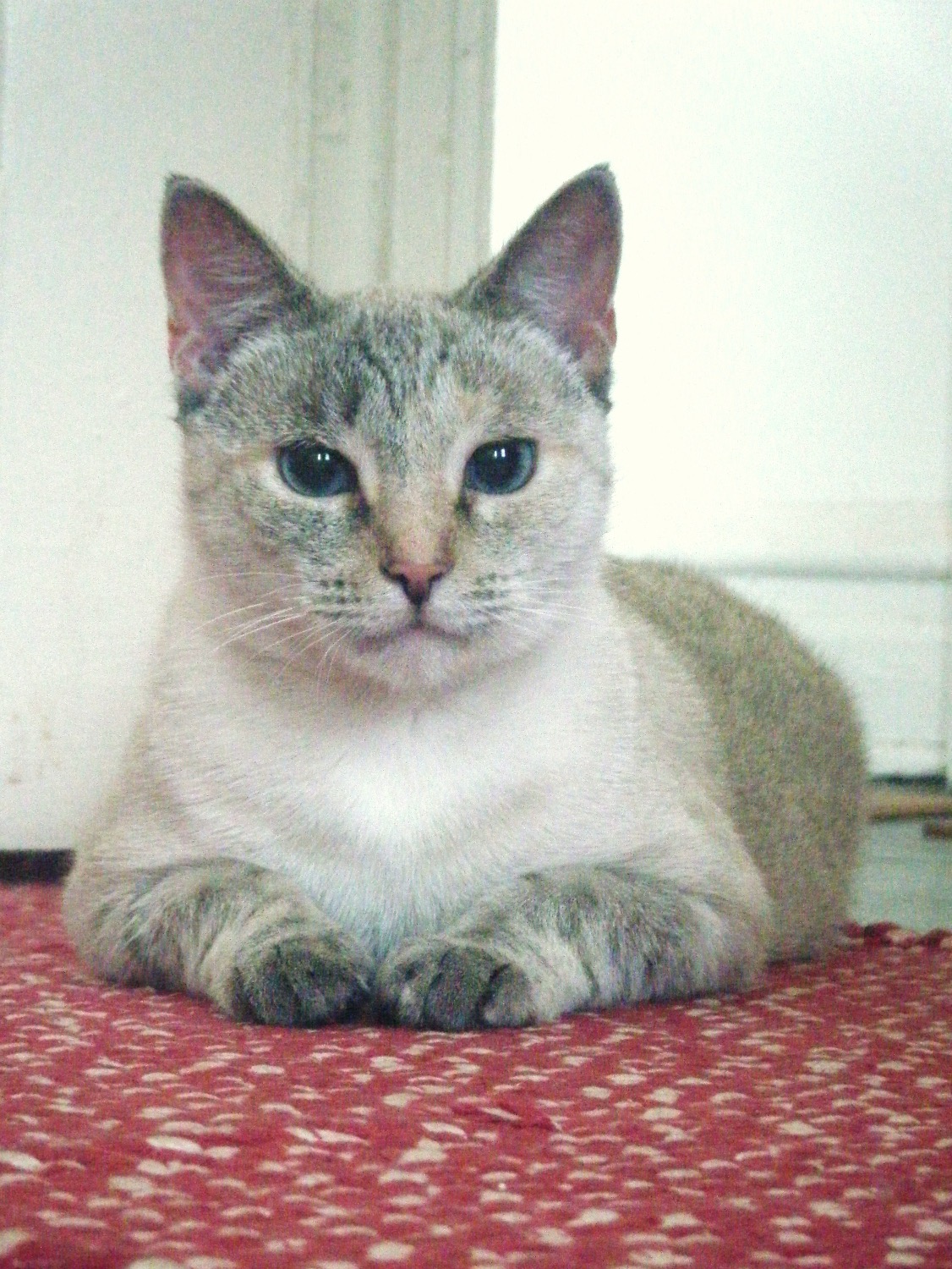 Olympia, the grey cat lying on the floor.