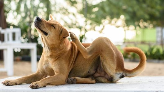 Brown dog scratching neck outside