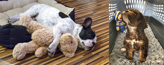French bulldog puppy sleeping with a teddy bear. A cockapoo puppy sitting on a fuzzy bed inside a grey, plastic dog carrier