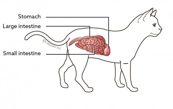 infographic ibd in cats