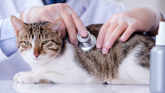 White and brown cat laying on an examination table with a vet using a stethoscope - IBD in cats