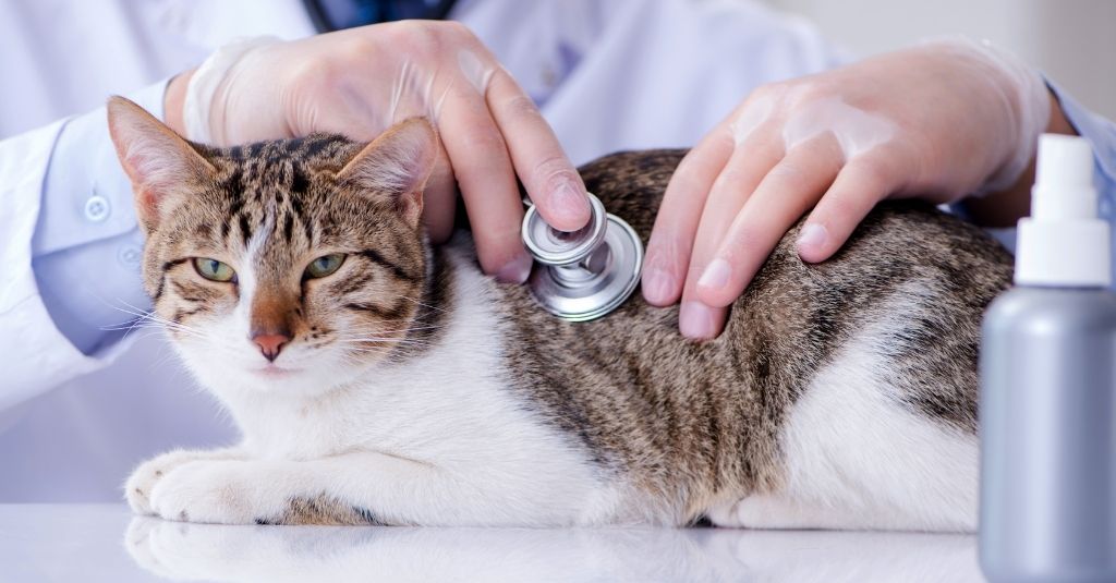 White and brown cat laying on an examination table with a vet using a stethoscope - IBD in cats