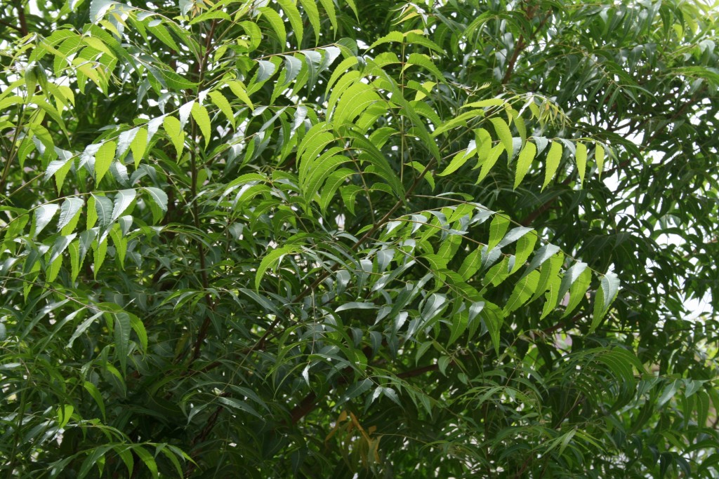 neem leaves