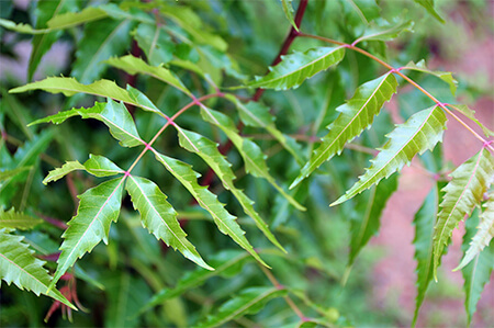 neem leaf