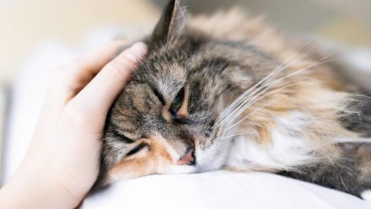 Supporting Your Pet Through Grief