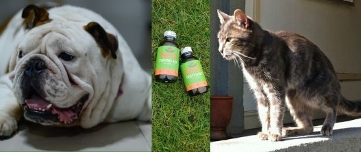 fat dog, 2 bottles of supplements and a skinny cat