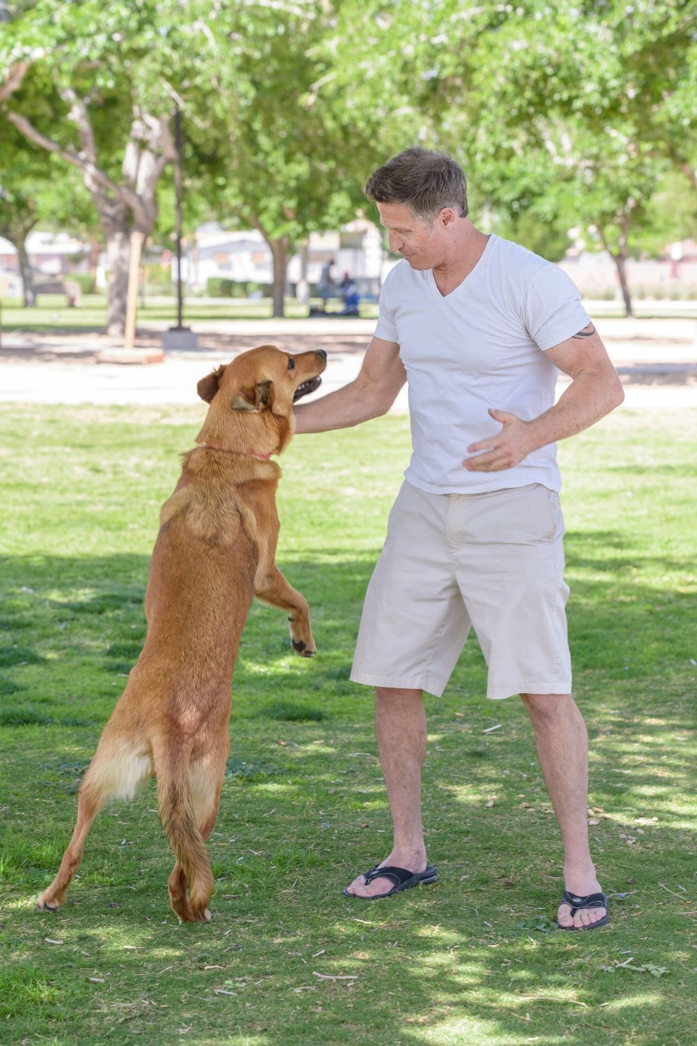 golden retriever playing with his pet dad white man at the park
